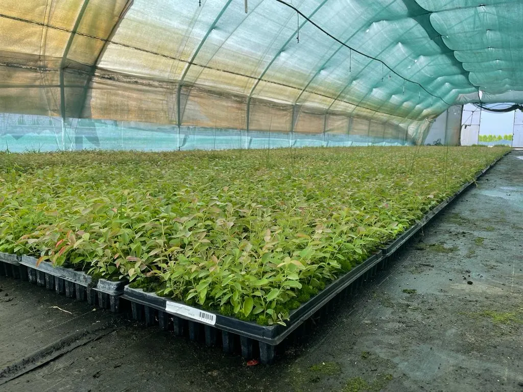 Näkymä Marcinków 12:n taimitarhalta